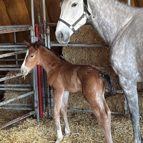 Daenarys and Foal